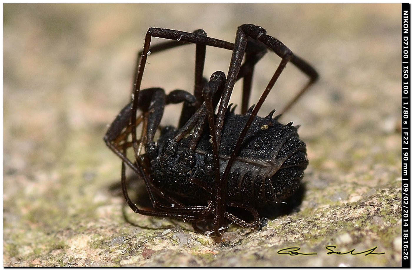 Histricostoma argenteolunulatum, Nemastomidae